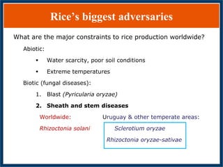 GWAS of Resistance to Stem and Sheath Diseases of Uruguayan Advanced Rice Breeding Germplasm