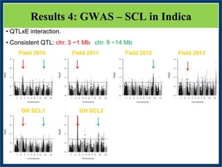 GWAS of Resistance to Stem and Sheath Diseases of Uruguayan Advanced Rice Breeding Germplasm