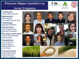 GWAS of Resistance to Stem and Sheath Diseases of Uruguayan Advanced Rice Breeding Germplasm