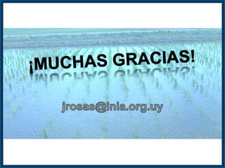 GWAS of Resistance to Stem and Sheath Diseases of Uruguayan Advanced Rice Breeding Germplasm