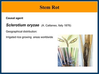 GWAS of Resistance to Stem and Sheath Diseases of Uruguayan Advanced Rice Breeding Germplasm