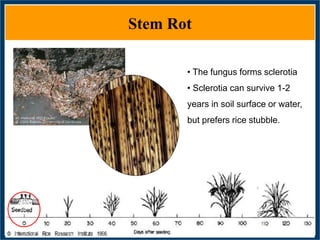 GWAS of Resistance to Stem and Sheath Diseases of Uruguayan Advanced Rice Breeding Germplasm