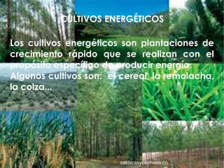 CULTIVOS ENERGÉTICOS calderasybiomasa.com Los cultivos energéticos son plantaciones de crecimiento rápido que se realizan con el propósito específico de producir energía. Algunos cultivos son:  el cereal, la remolacha, la colza... 