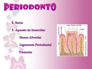 <ul><li>Encía </li></ul><ul><li>Aparato de Inserción: </li></ul><ul><li>Hueso Alveolar </li></ul><ul><li>Ligamento Periodo...