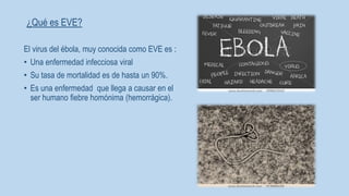 ¿Qué es EVE? 
El virus del ébola, muy conocida como EVE es : 
• Una enfermedad infecciosa viral 
• Su tasa de mortalidad es de hasta un 90%. 
• Es una enfermedad que llega a causar en el 
ser humano fiebre homónima (hemorrágica). 
 