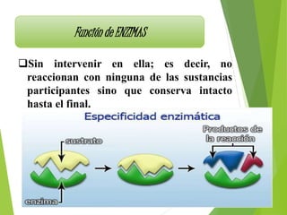Función de ENZIMAS
Sin intervenir en ella; es decir, no
reaccionan con ninguna de las sustancias
participantes sino que conserva intacto
hasta el final.
 