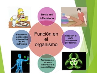 Función en
el
organismo
Reducen el
daño
ocasionado
por toxinas
Favorecen
la digestión
y absorción
de los
nutrientes
Armonizan el
sistema
inmunitario o
inmunológico
Efecto anti
inflamatorio
 