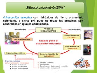 Métodos de aislamiento de ENZIMAS
Adsorción selectiva con hidróxidos de hierro o aluminio
coloidales, a cierto pH, pues no todas las proteínas son
adsorbidas en iguales condiciones.
 