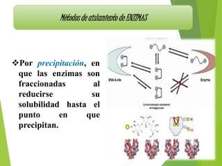 Métodos de aislamiento de ENZIMAS
Por precipitación, en
que las enzimas son
fraccionadas al
reducirse su
solubilidad hasta el
punto en que
precipitan.
 