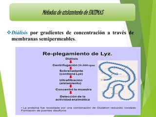 Métodos de aislamiento de ENZIMAS
Diálisis por gradientes de concentración a través de
membranas semipermeables.
 
