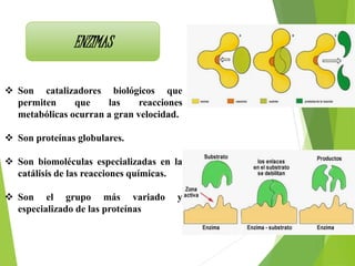 ENZIMAS
 Son catalizadores biológicos que
permiten que las reacciones
metabólicas ocurran a gran velocidad.
 Son proteínas globulares.
 Son biomoléculas especializadas en la
catálisis de las reacciones químicas.
 Son el grupo más variado y
especializado de las proteínas
 