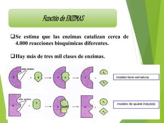Función de ENZIMAS
Se estima que las enzimas catalizan cerca de
4.000 reacciones bioquímicas diferentes.
Hay más de tres mil clases de enzimas.
 
