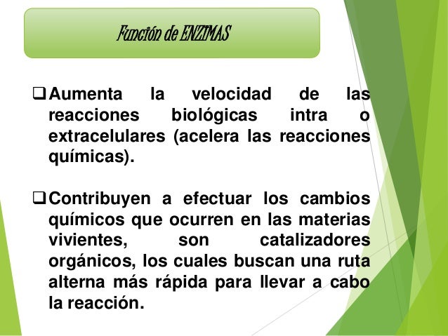 Las enzimas y su importancia