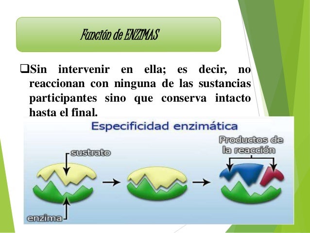 Las enzimas y su importancia