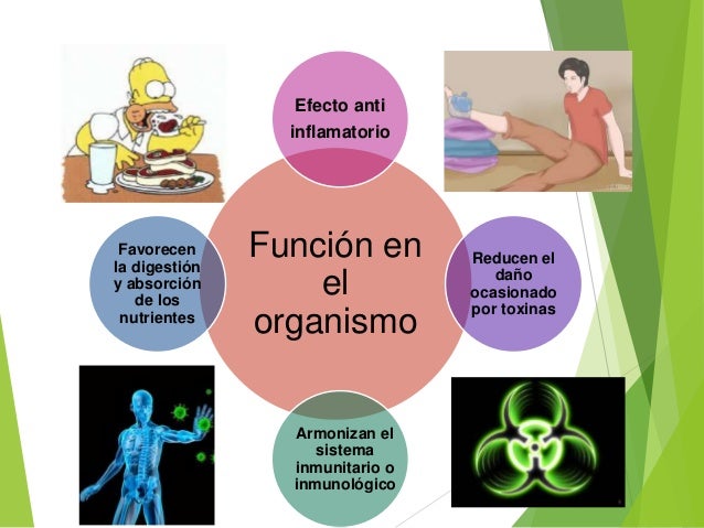 Las enzimas y su importancia