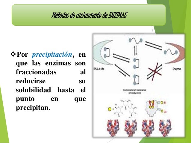 Las enzimas y su importancia