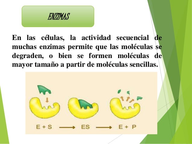 Las enzimas y su importancia