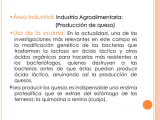 •Área Industrial: Industria Agroalimentaria:                               (Producción de queso)•Uso de la enzima: En la actualidad, una de las investigaciones más relevantes en este campo es la modificación genética de las bacterias que trasforman la lactosa en ácido láctico y otros ácidos orgánicos para hacerlas más resistentes a los bacteriófagos, quienes destruyen a las bacterias antes de que éstas puedan producir ácido láctico, arruinando así la producción de quesos.Para producir los quesos es indispensable una enzima proteolítica que se extrae del estómago de los terneros: la quimosina o renina (cuajo). 
