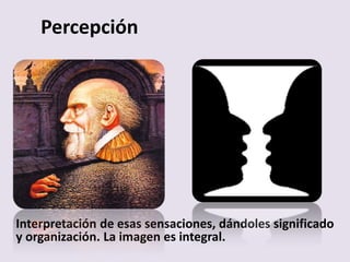 Percepción
Interpretación de esas sensaciones, dándoles significado
y organización. La imagen es integral.
 