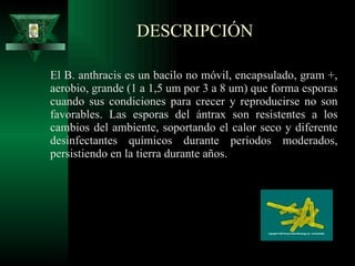 DESCRIPCIÓN  El B. anthracis es un bacilo no móvil, encapsulado, gram +, aerobio, grande (1 a 1,5 um por 3 a 8 um) que forma esporas cuando sus condiciones para crecer y reproducirse no son favorables. Las esporas del ántrax son resistentes a los cambios del ambiente, soportando el calor seco y diferente desinfectantes químicos durante periodos moderados, persistiendo en la tierra durante años. 