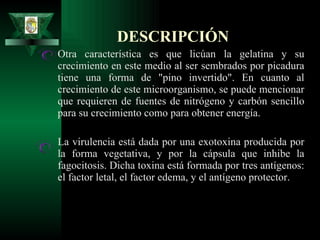 DESCRIPCIÓN  Otra característica es que licúan la gelatina y su crecimiento en este medio al ser sembrados por picadura tiene una forma de "pino invertido". En cuanto al crecimiento de este microorganismo, se puede mencionar que requieren de fuentes de nitrógeno y carbón sencillo para su crecimiento como para obtener energía.   La virulencia está dada por una exotoxina producida por la forma vegetativa, y por la cápsula que inhibe la fagocitosis. Dicha toxina está formada por tres antígenos: el factor letal, el factor edema, y el antígeno protector. 