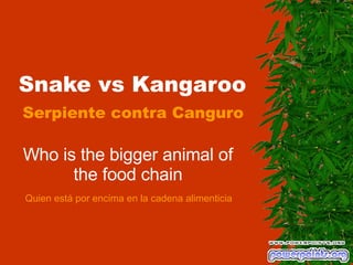 Snake vs Kangaroo Who is the bigger animal of the food chain Serpiente contra Canguro Quien está por encima en la cadena alimenticia 