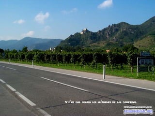 V iñas que siguen los márgenes de las carreteras.
 