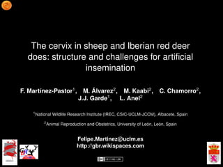 The cervix in sheep and Iberian red deer
  does: structure and challenges for artiﬁcial
                 insemination

F. Martínez-Pastor1 ,             M. Álvarez2 , M. Kaabi2 , C. Chamorro2 ,
                                J.J. Garde1 , L. Anel2

    1
        National Wildlife Research Institute (IREC, CSIC-UCLM-JCCM), Albacete, Spain
            2
                Animal Reproduction and Obstetrics, University of León, León, Spain


                               Felipe.Martinez@uclm.es
                               http://gbr.wikispaces.com
 