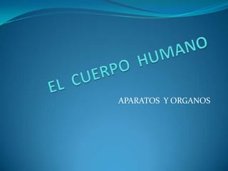 EL  CUERPO  HUMANO APARATOS  Y ORGANOS   