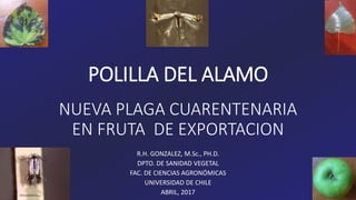 POLILLA DEL ALAMO
NUEVA PLAGA CUARENTENARIA
EN FRUTA DE EXPORTACION
R.H. GONZALEZ, M.Sc., PH.D.
DPTO. DE SANIDAD VEGETAL
FAC. DE CIENCIAS AGRONÓMICAS
UNIVERSIDAD DE CHILE
ABRIL, 2017
 