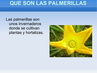 21- 4- 2010 El día que fuimos a las Palmerillas y al Acuarium   fue el 21de abril del 2010. El resto lo explicaremos a continuación. 
