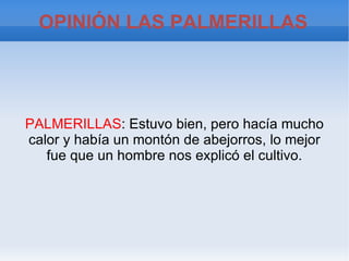 Lo que vimos en las Palmerillas fue... Los que vimos fue plantas, hortalizas y abejorros. Nos enseñaron muchas cosas y nos explicaron todas nuestras dudas. 