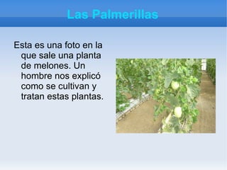 QUE SON LAS PALMERILLAS Las palmerillas son unos invernaderos donde se cultivan plantas y hortalizas. 