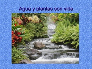 Agua y plantas son vida 