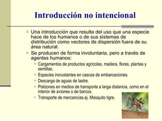 Introducción no intencional Una introducción que resulta del uso que una especie hace de los humanos o de sus sistemas de distribución como vectores de dispersión fuera de su área natural.  Se producen de forma involuntaria, pero a través de agentes humanos: Cargamentos de productos agrícolas, madera, flores, plantas y semillas. Especies incrustantes en cascos de embarcaciones. Descarga de aguas de lastre. Polizones en medios de transporte a larga distancia, como en el interior de aviones o de barcos. Transporte de mercancías.ej. Mosquito tigre. 