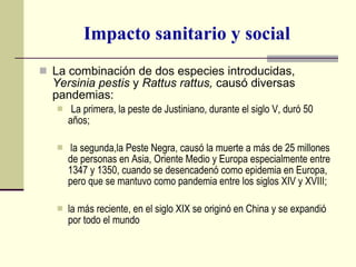 Impacto sanitario y social La combinación de dos especies introducidas,  Yersinia pestis  y  Rattus rattus,  causó diversas pandemias: La primera, la peste de Justiniano, durante el siglo V, duró 50 años; la segunda,la Peste Negra, causó la muerte a más de 25 millones de personas en Asia, Oriente Medio y Europa especialmente entre 1347 y 1350, cuando se desencadenó como epidemia en Europa, pero que se mantuvo como pandemia entre los siglos XIV y XVIII;  la más reciente, en el siglo XIX se originó en China y se expandió por todo el mundo 