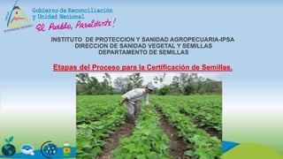 INSTITUTO DE PROTECCION Y SANIDAD AGROPECUARIA-IPSA
DIRECCION DE SANIDAD VEGETAL Y SEMILLAS
DEPARTAMENTO DE SEMILLAS
Etapas del Proceso para la Certificación de Semillas.
 
