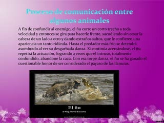 A fin de confundir al enemigo, el ñu corre un corto trecho a toda
velocidad y entonces se gira para hacerle frente, sacudiendo sin cesar la
cabeza de un lado a otro y dando extraños saltos, que le confieren una
apariencia un tanto ridícula. Hasta el predador más frío se detendrá
asombrado al ver su desgarbada danza. Si continúa acercándose, el ñu
repetirá la actuación, logrando a veces que el intruso, totalmente
confundido, abandone la caza. Con esa torpe danza, el ñu se ha ganado el
cuestionable honor de ser considerado el payaso de las llanuras.
 