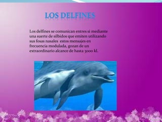 Los delfines se comunican entres si mediante
una suerte de silbidos que emiten utilizando
sus fosas nasales estos mensajes en
frecuencia modulada, gozan de un
extraordinario alcance de hasta 3000 kl.
 