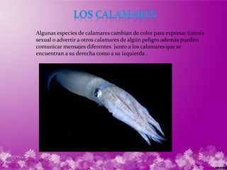 Algunas especies de calamares cambian de color para expresar interés
sexual o advertir a otros calamares de algún peligro además pueden
comunicar mensajes diferentes junto a los calamares que se
encuentran a su derecha como a su izquierda .
 
