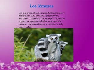 Los lémures utilizan sus glándulas genitales y
branquiales para demarcar el territorio y
mantener o cuestionar su jerarquía incluso se
engarzan en peleas de hedor impregnando
sus colas con secreciones y arrojando el tufo
a sus rivales.
 