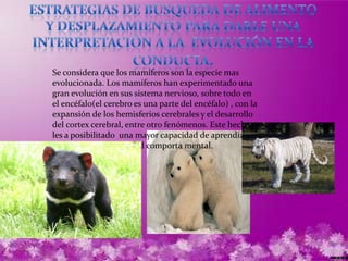 Se considera que los mamíferos son la especie mas
evolucionada. Los mamíferos han experimentado una
gran evolución en sus sistema nervioso, sobre todo en
el encéfalo(el cerebro es una parte del encéfalo) , con la
expansión de los hemisferios cerebrales y el desarrollo
del cortex cerebral, entre otro fenómenos. Este hecho
les a posibilitado una mayor capacidad de aprendizaje
y una mayor variabilidad comporta mental.
 