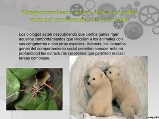 Los biólogos están descubriendo que ciertos genes rigen
aquellos comportamientos que vinculan a los animales con
sus congéneres o con otras especies. Además, los llamados
genes del comportamiento social permiten conocer más en
profundidad las estructuras cerebrales que permiten realizar
tareas complejas.
 