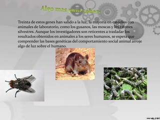 Treinta de estos genes han salido a la luz, la mayoría en estudios con
animales de laboratorio, como los gusanos, las moscas y los ratones
silvestres. Aunque los investigadores son reticentes a trasladar los
resultados obtenidos en animales a los seres humanos, se espera que
comprender las bases genéticas del comportamiento social animal arroje
algo de luz sobre el humano.
 