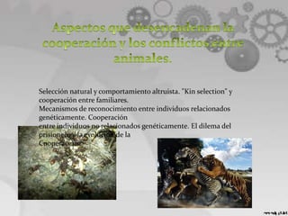 Selección natural y comportamiento altruista. "Kin selection" y
cooperación entre familiares.
Mecanismos de reconocimiento entre individuos relacionados
genéticamente. Cooperación
entre individuos no relacionados genéticamente. El dilema del
prisionero y la evolución de la
Cooperación.
 