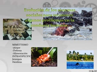 -Patrones:
 Trabajo colaborativo
Cortejo
Reproducción
Cuidado de la cría

MIMETTISMO
-ataque
-Defensa
-Alimentación
INTRAESPECIFICACIÒN:
Jerarquía
Hembras
 