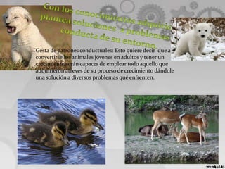 Gesta de patrones conductuales: Esto quiere decir que al
convertirse los animales jóvenes en adultos y tener un
crecimiento serán capaces de emplear todo aquello que
adquirieron atreves de su proceso de crecimiento dándole
una solución a diversos problemas qué enfrenten.
 