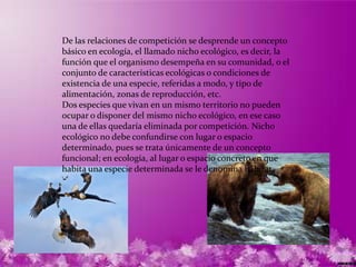 De las relaciones de competición se desprende un concepto
básico en ecología, el llamado nicho ecológico, es decir, la
función que el organismo desempeña en su comunidad, o el
conjunto de características ecológicas o condiciones de
existencia de una especie, referidas a modo, y tipo de
alimentación, zonas de reproducción, etc.
Dos especies que vivan en un mismo territorio no pueden
ocupar o disponer del mismo nicho ecológico, en ese caso
una de ellas quedaría eliminada por competición. Nicho
ecológico no debe confundirse con lugar o espacio
determinado, pues se trata únicamente de un concepto
funcional; en ecología, al lugar o espacio concreto en que
habita una especie determinada se le denomina hábitat.
 