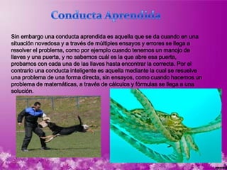 Sin embargo una conducta aprendida es aquella que se da cuando en una
situación novedosa y a través de múltiples ensayos y errores se llega a
resolver el problema, como por ejemplo cuando tenemos un manojo de
llaves y una puerta, y no sabemos cuál es la que abre esa puerta,
probamos con cada una de las llaves hasta encontrar la correcta. Por el
contrario una conducta inteligente es aquella mediante la cual se resuelve
una problema de una forma directa, sin ensayos, como cuando hacemos un
problema de matemáticas, a través de cálculos y fórmulas se llega a una
solución.
 