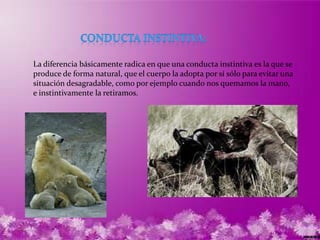 La diferencia básicamente radica en que una conducta instintiva es la que se
produce de forma natural, que el cuerpo la adopta por sí sólo para evitar una
situación desagradable, como por ejemplo cuando nos quemamos la mano,
e instintivamente la retiramos.
 
